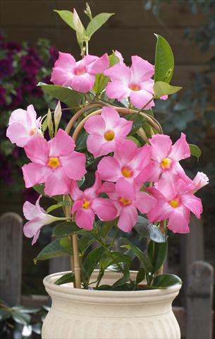 Photos von Blumenvarianten benutzt als: Terrasse, Topf Dipladenia Sundaville Cosmos Pink