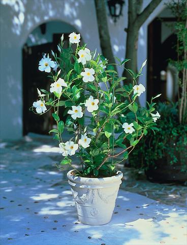 Photos von Blumenvarianten benutzt als: Terrasse, Topf Dipladenia Sundaville Cosmos White