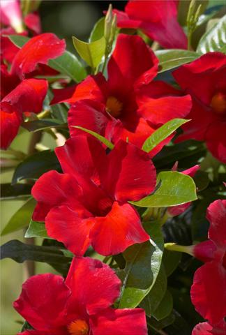 Photos von Blumenvarianten benutzt als: Terrasse, Topf Dipladenia Sundaville Crimson King