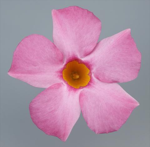 Photos von Blumenvarianten benutzt als: Terrasse, Topf Dipladenia Sundaville Pretty Rose