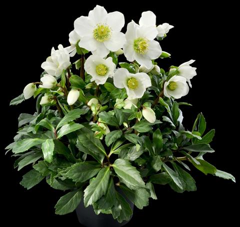 Photos von Blumenvarianten benutzt als: Beet- / Rabattenpflanze Helleborus Orientalis-Hybr. 