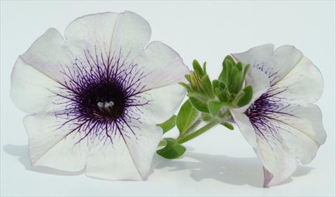Photos von Blumenvarianten benutzt als: Topf, Beet, Terrasse, Ampel Petunia Surfinia® Blue Vein