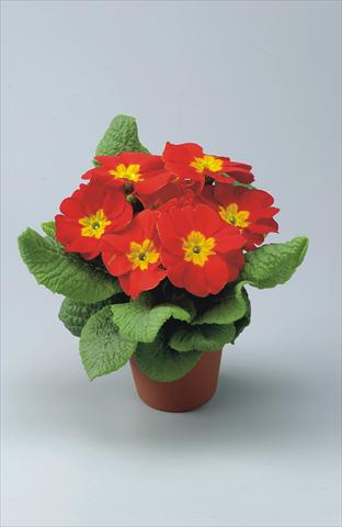 Photos von Blumenvarianten benutzt als: Topf und Beet Primula acaulis, veris, vulgaris Eblo Rossa