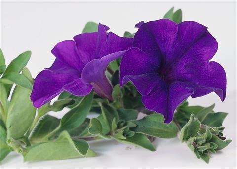 Photos von Blumenvarianten benutzt als: Topf, Beet, Terrasse, Ampel Petunia Surfinia® Blue