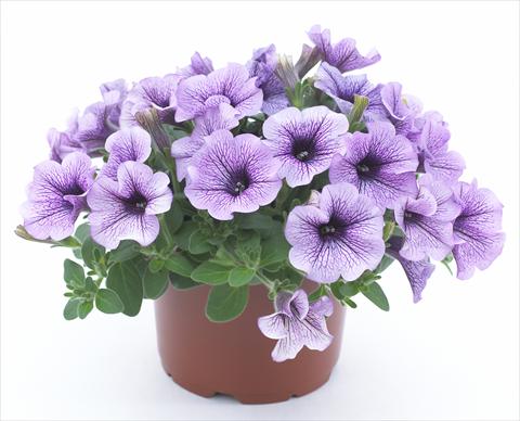 Photos von Blumenvarianten benutzt als: Topf, Beet, Terrasse, Ampel Petunia Surfinia® Compact Purple Vein