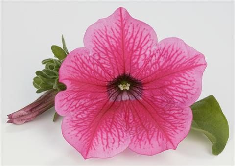 Photos von Blumenvarianten benutzt als: Topf, Beet, Terrasse, Ampel Petunia Surfinia® Hot Pink 05
