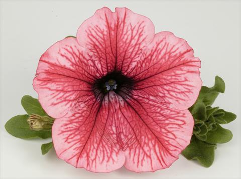 Photos von Blumenvarianten benutzt als: Topf, Beet, Terrasse, Ampel Petunia Surfinia® Hot Red