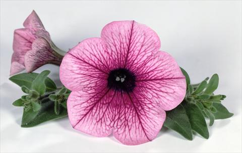 Photos von Blumenvarianten benutzt als: Topf, Beet, Terrasse, Ampel Petunia Surfinia® Pink Vein 06