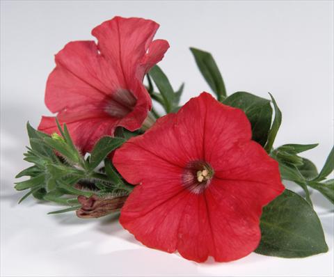 Photos von Blumenvarianten benutzt als: Topf, Beet, Terrasse, Ampel Petunia Surfinia® Red