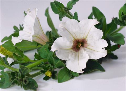 Photos von Blumenvarianten benutzt als: Topf, Beet, Terrasse, Ampel Petunia Surfinia® White