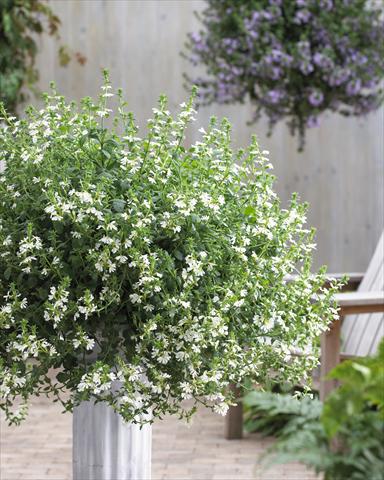 Photos von Blumenvarianten benutzt als: Topf, Terrasse, Ampel. Scaevola aemula Surdiva® White 11