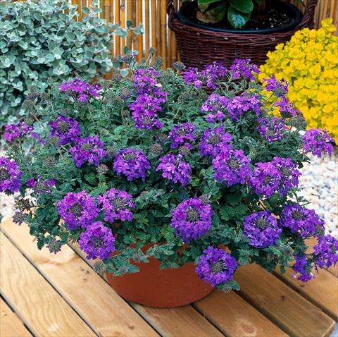 Photos von Blumenvarianten benutzt als: Topf, Terrasse, Ampel. Verbena Temari® Blue