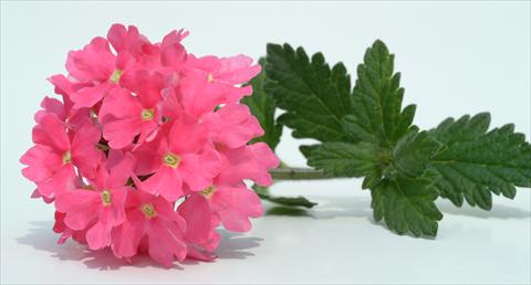 Photos von Blumenvarianten benutzt als: Topf, Terrasse, Ampel. Verbena Temari® Coral Pink