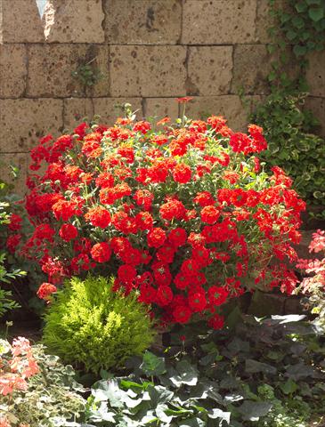 Photos von Blumenvarianten benutzt als: Topf, Terrasse, Ampel. Verbena Temari® Red 2006
