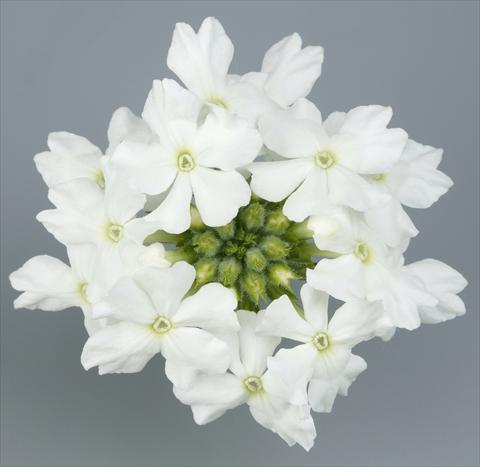 Photos von Blumenvarianten benutzt als: Topf, Terrasse, Ampel. Verbena Temari® White