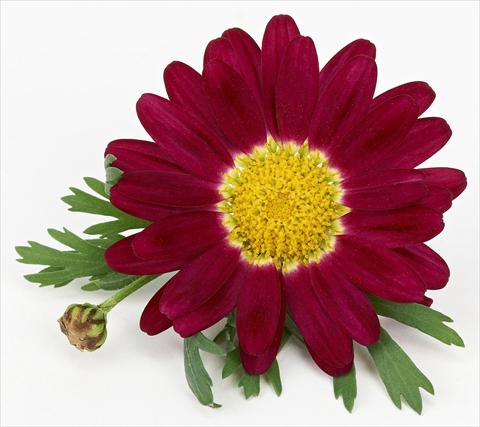 Photos von Blumenvarianten benutzt als: Topf und Beet Argyranthemum frutescens Bellavita Classic Magenta