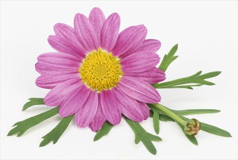 Photos von Blumenvarianten benutzt als: Topf und Beet Argyranthemum frutescens Bellavita Classic Pink