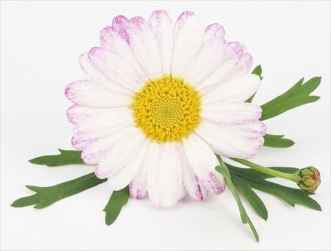 Photos von Blumenvarianten benutzt als: Topf und Beet Argyranthemum frutescens Bellavita Classic Spray
