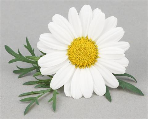 Photos von Blumenvarianten benutzt als: Topf und Beet Argyranthemum frutescens Bellavita Classic White