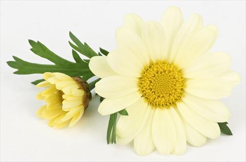 Photos von Blumenvarianten benutzt als: Topf und Beet Argyranthemum frutescens Bellavita Lemon
