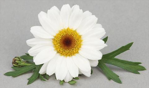 Photos von Blumenvarianten benutzt als: Topf und Beet Argyranthemum frutescens Bellavita Milk and Honey