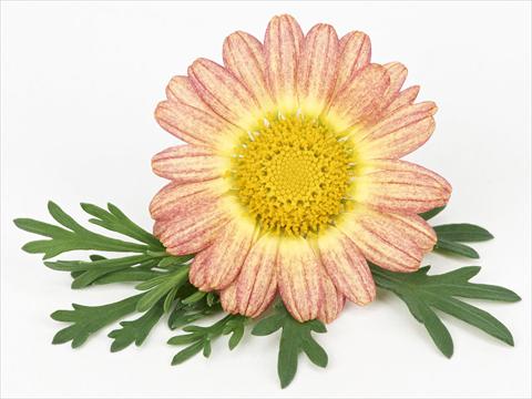 Photos von Blumenvarianten benutzt als: Topf und Beet Argyranthemum frutescens Bellavita Peach