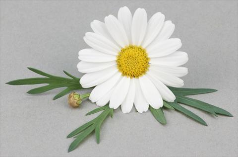 Photos von Blumenvarianten benutzt als: Topf und Beet Argyranthemum frutescens Bellavita Silver White