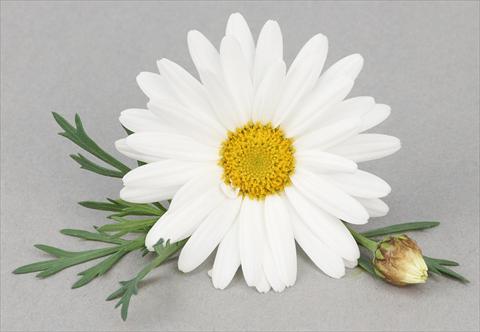 Photos von Blumenvarianten benutzt als: Topf und Beet Argyranthemum frutescens Bellavita Triple White