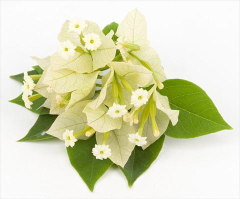 Photos von Blumenvarianten benutzt als: Topf, Beet, Terrasse Bougainvillea Sunvillea Cream