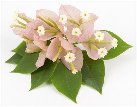 Photos von Blumenvarianten benutzt als: Topf, Beet, Terrasse Bougainvillea Sunvillea Pink