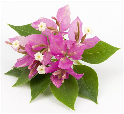 Photos von Blumenvarianten benutzt als: Topf, Beet, Terrasse Bougainvillea Sunvillea Rose
