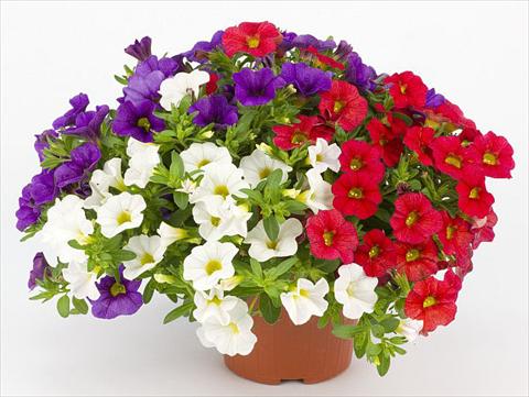Photos von Blumenvarianten benutzt als: Topf, Beet, Terrasse, Ampel Calibrachoa Mille Baci® French Kiss
