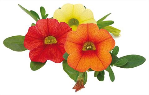 Photos von Blumenvarianten benutzt als: Topf, Beet, Terrasse, Ampel Calibrachoa Mille Baci® Hot Kiss