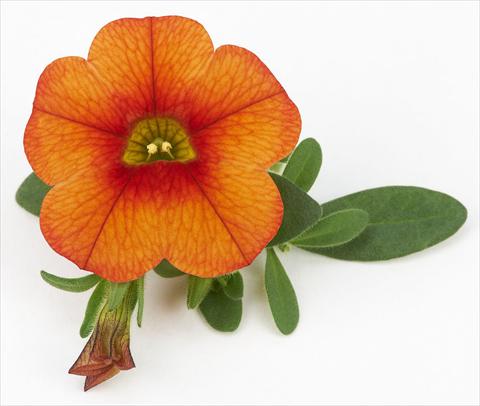 Photos von Blumenvarianten benutzt als: Topf, Beet, Terrasse, Ampel Calibrachoa Mille Baci® Orange