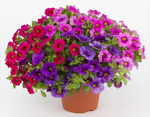 Photos von Blumenvarianten benutzt als: Topf, Beet, Terrasse, Ampel Calibrachoa Mille Baci® Romantic Kiss