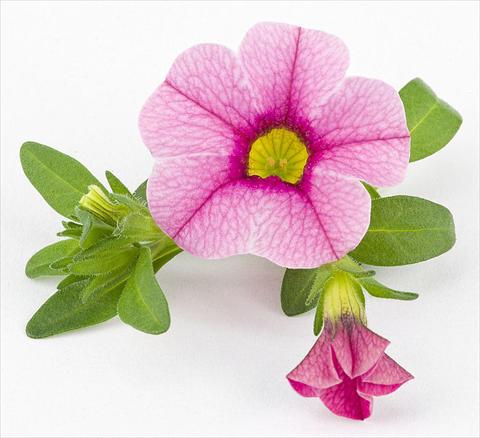 Photos von Blumenvarianten benutzt als: Topf, Beet, Terrasse, Ampel Calibrachoa Mille Baci® Rose impr