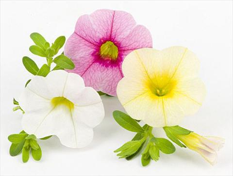 Photos von Blumenvarianten benutzt als: Topf, Beet, Terrasse, Ampel Calibrachoa Mille Baci® Sweet Kiss
