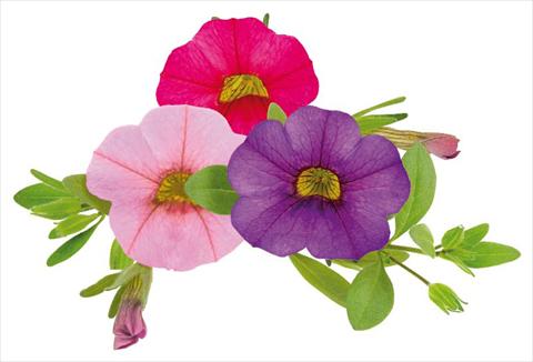 Photos von Blumenvarianten benutzt als: Topf, Beet, Terrasse, Ampel Calibrachoa Million Bells® Lullaby
