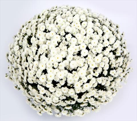 Photos von Blumenvarianten benutzt als: Topf und Beet Chrysanthemum Belgian Lana