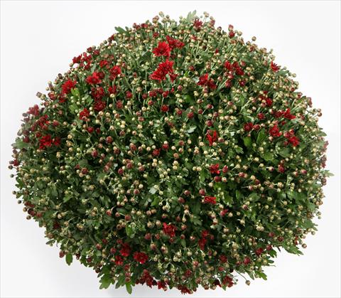 Photos von Blumenvarianten benutzt als: Topf und Beet Chrysanthemum Belgian Loretto