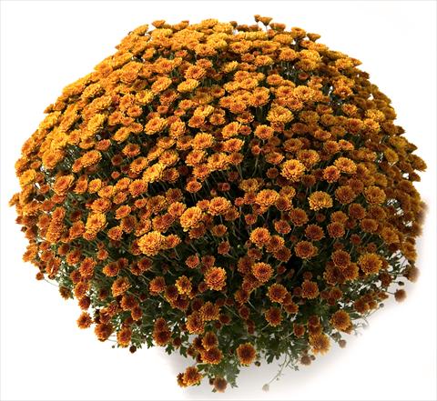 Photos von Blumenvarianten benutzt als: Topf und Beet Chrysanthemum Belgian Renata