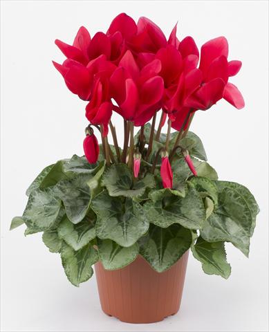 Photos von Blumenvarianten benutzt als: Ampel/Topf Cyclamen persicum Halios® Rouge Decora