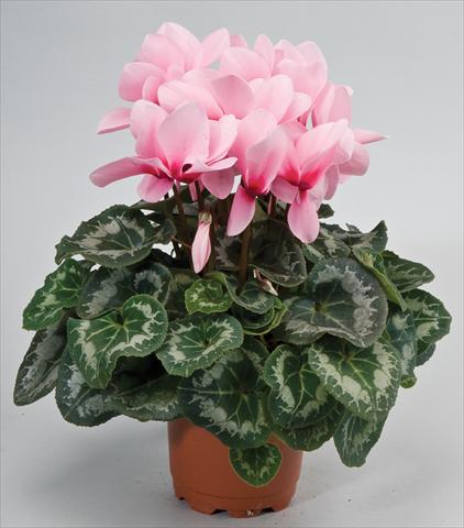 Photos von Blumenvarianten benutzt als: Ampel/Topf Cyclamen persicum Rainier™ F1 Light Pink with eye