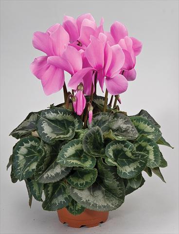 Photos von Blumenvarianten benutzt als: Ampel/Topf Cyclamen persicum Cyclamen persicum Rainier™ F1 Lilac