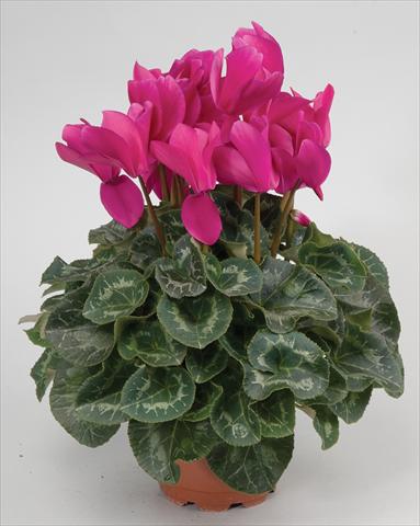 Photos von Blumenvarianten benutzt als: Ampel/Topf Cyclamen persicum Cyclamen persicum Rainier™ F1 Purple