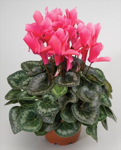 Photos von Blumenvarianten benutzt als: Ampel/Topf Cyclamen persicum Cyclamen persicum Rainier™ F1 Rose