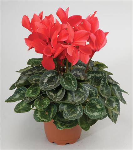 Photos von Blumenvarianten benutzt als: Ampel/Topf Cyclamen persicum Cyclamen persicum Rainier™ F1 Scarlet