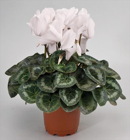 Photos von Blumenvarianten benutzt als: Ampel/Topf Cyclamen persicum Cyclamen persicum Rainier™ F1 White