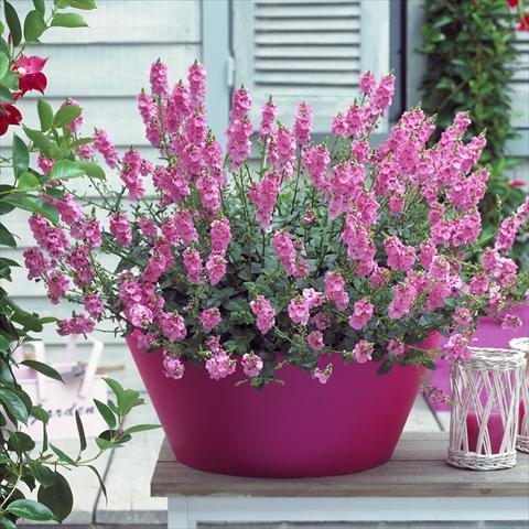 Photos von Blumenvarianten benutzt als: Topf, Terrasse, Ampel. Diascia Sundiascia Blush Pink