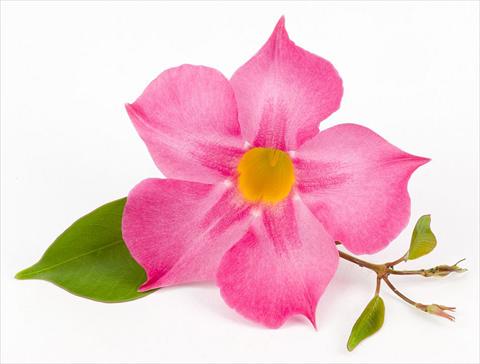 Photos von Blumenvarianten benutzt als: Terrasse, Topf Dipladenia (Mandevilla) Sundaville Rose Star